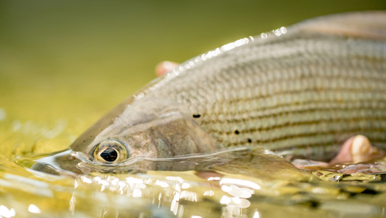 Grayling Dreams - 3 conseils pour pêcher l'ombre commun en été et en automne