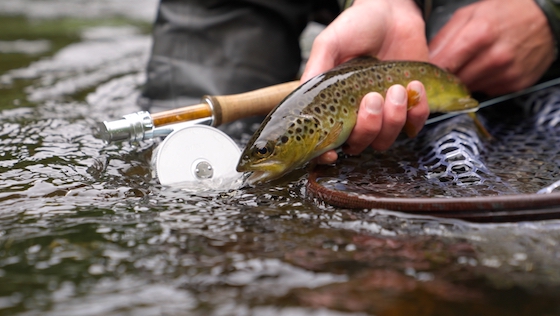 Nous testons : le moulinet à mouche Iwana Minami Trout