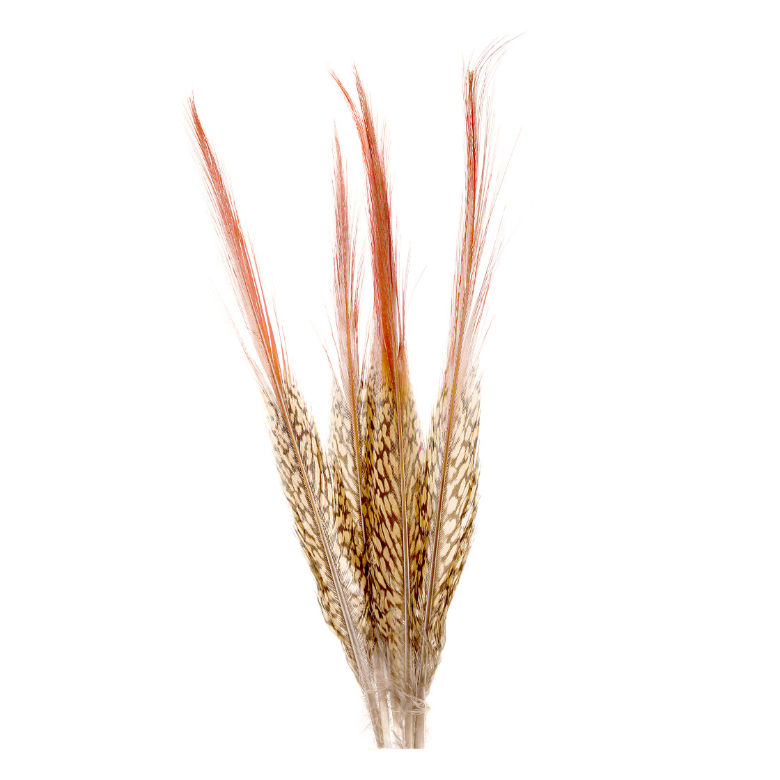 Veniard Golden Pheasant Red Spears Naturel