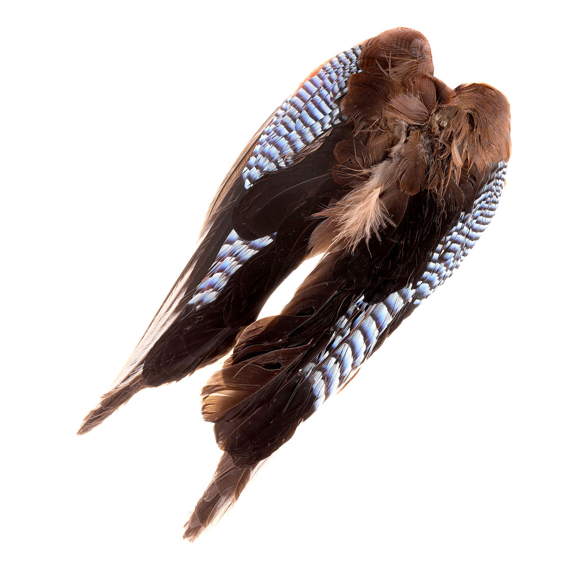 Veniard Blue Jay Wings - Geai des chênes
