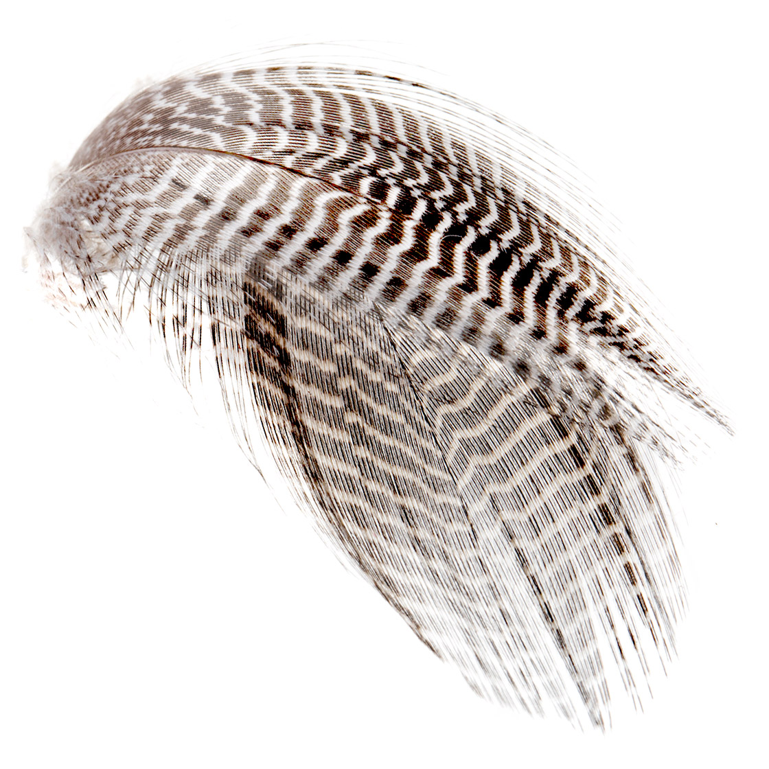 Wapsi Prime Mixed Waterfowl Flank Plumes naturelles