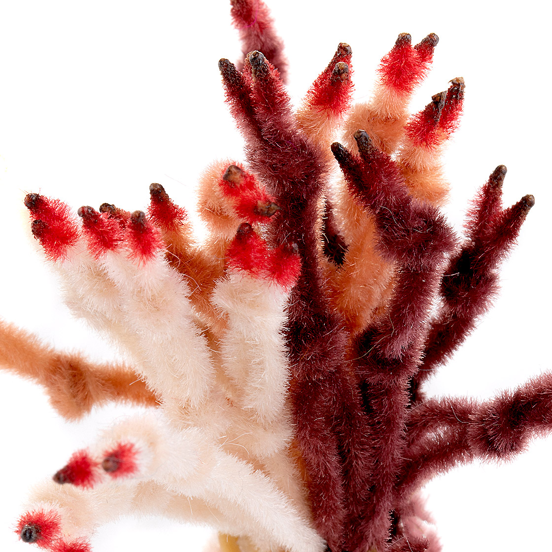Enrico Puglisi EP Crabe Claw