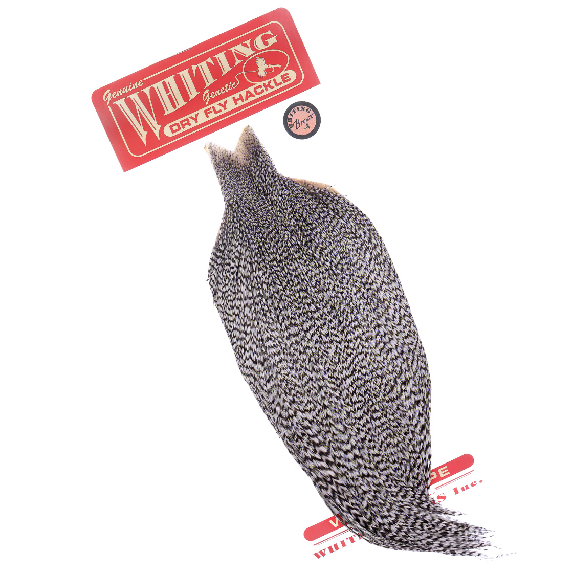 Cape de bronze Whiting