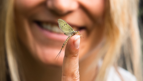 Réussir avec la mouche de mai - 5 conseils pour la saison des mouches de mai
