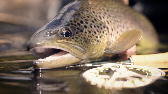 Pêche tactique à la mouche sèche pour la truite brune