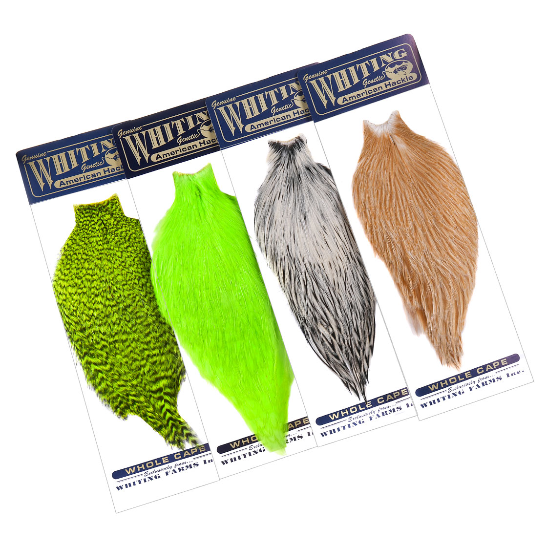 Whiting Cape Rooster américain