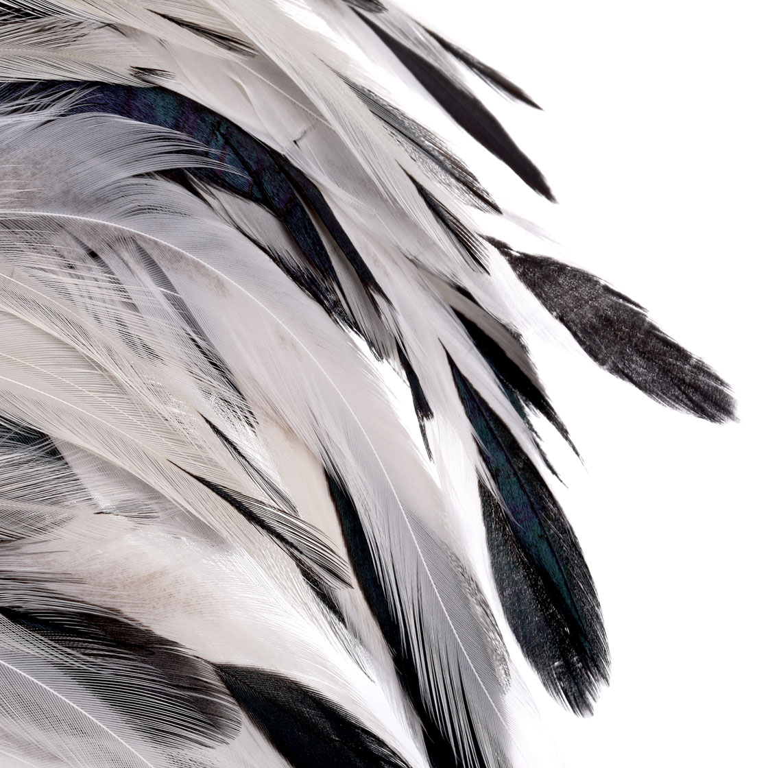 P-25376_Whiting-4-B-s-Rooster-Saddle_detail_4
