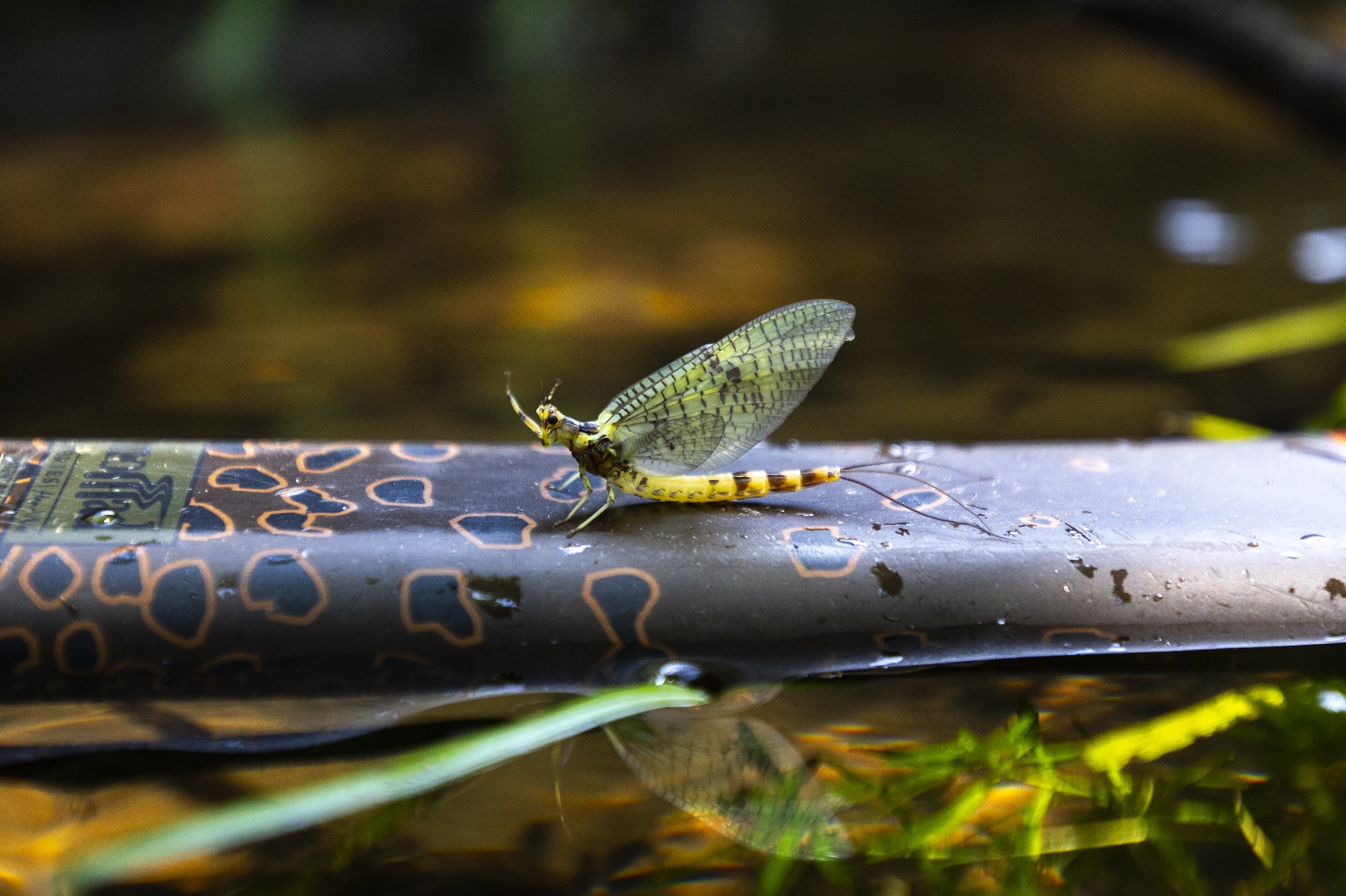 Réussir avec la mouche de mai - 5 conseils pour la saison des mouches de mai