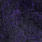 blurple