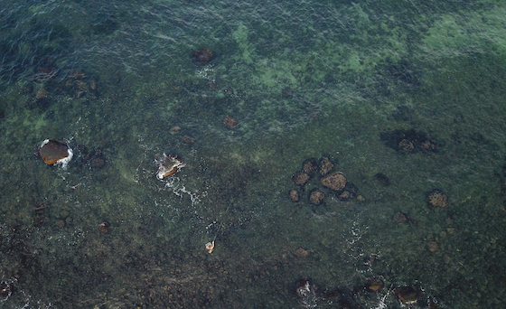 Pêcher avec succès la truite de mer en été