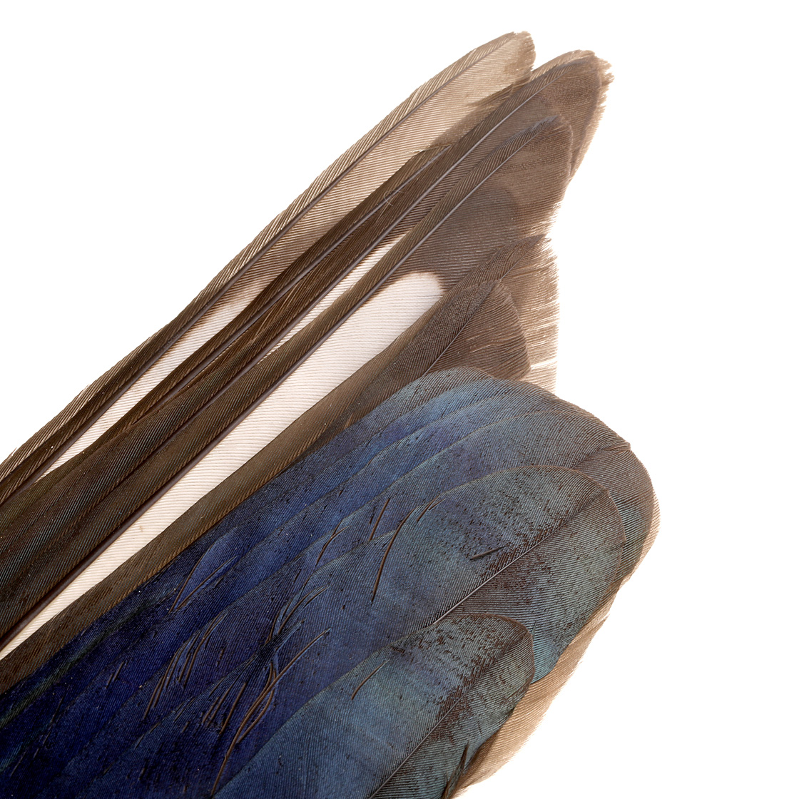 Veniard Magpie Wings Paire d'ailes de pie