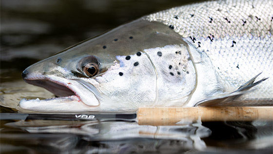Nam_VOR_Spey_Rods_Blog_Vorschau