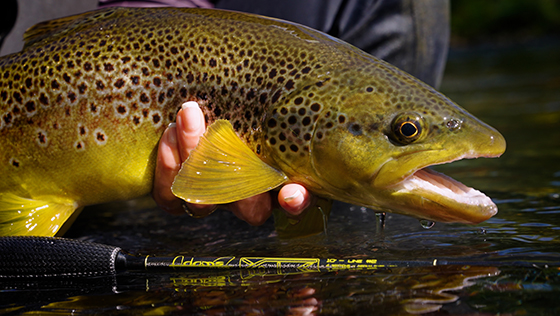 Adams Fly Rods - Quelle canne à nymphe te convient le mieux ?