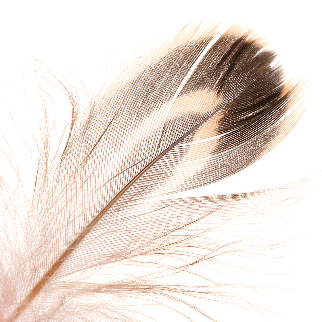 Plumes Soldarini Mallard Hen Flank