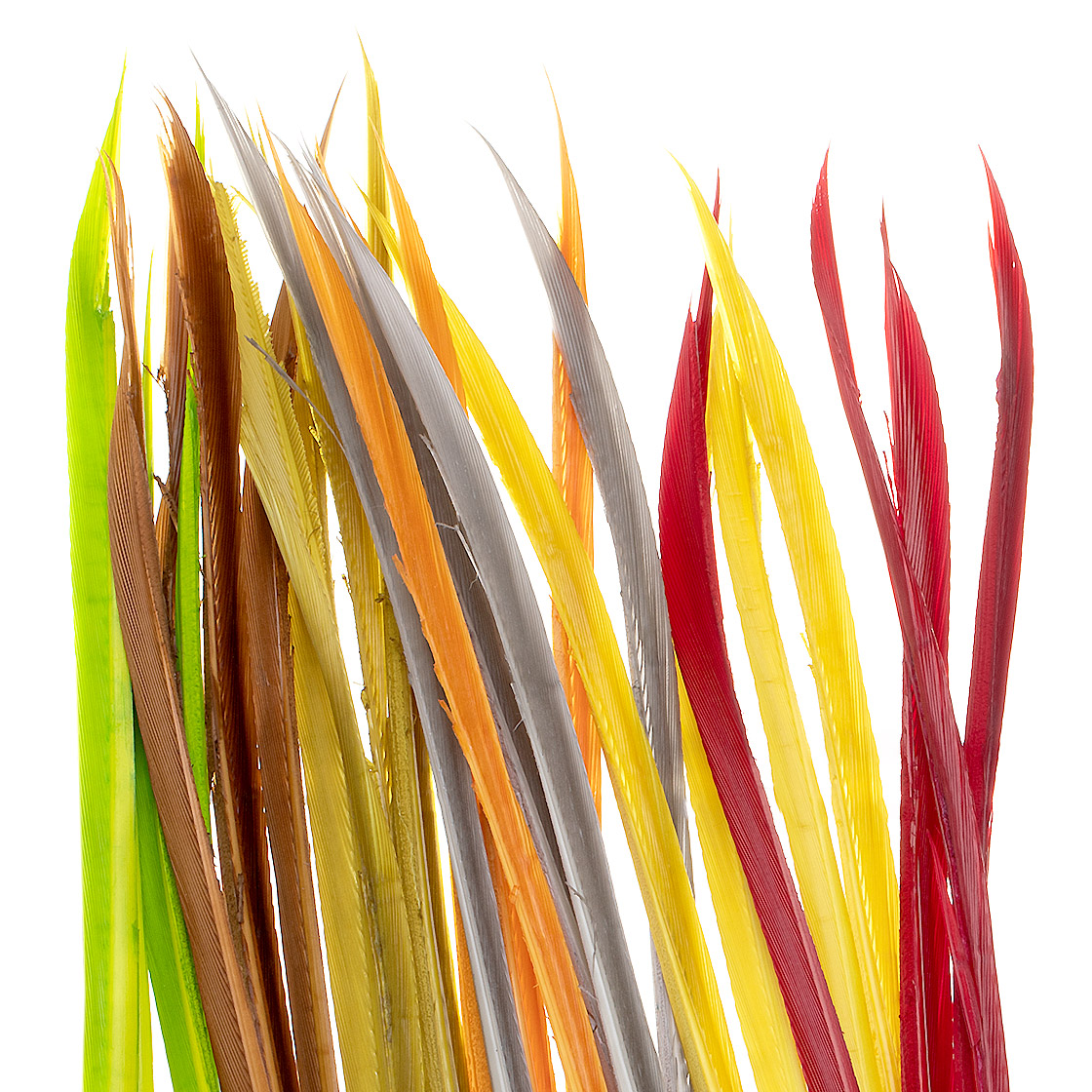 Wapsi Dinde Turkey biots