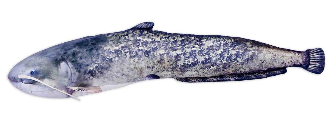 Coussin poisson doudou silure 115cm