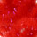 bloodworm red