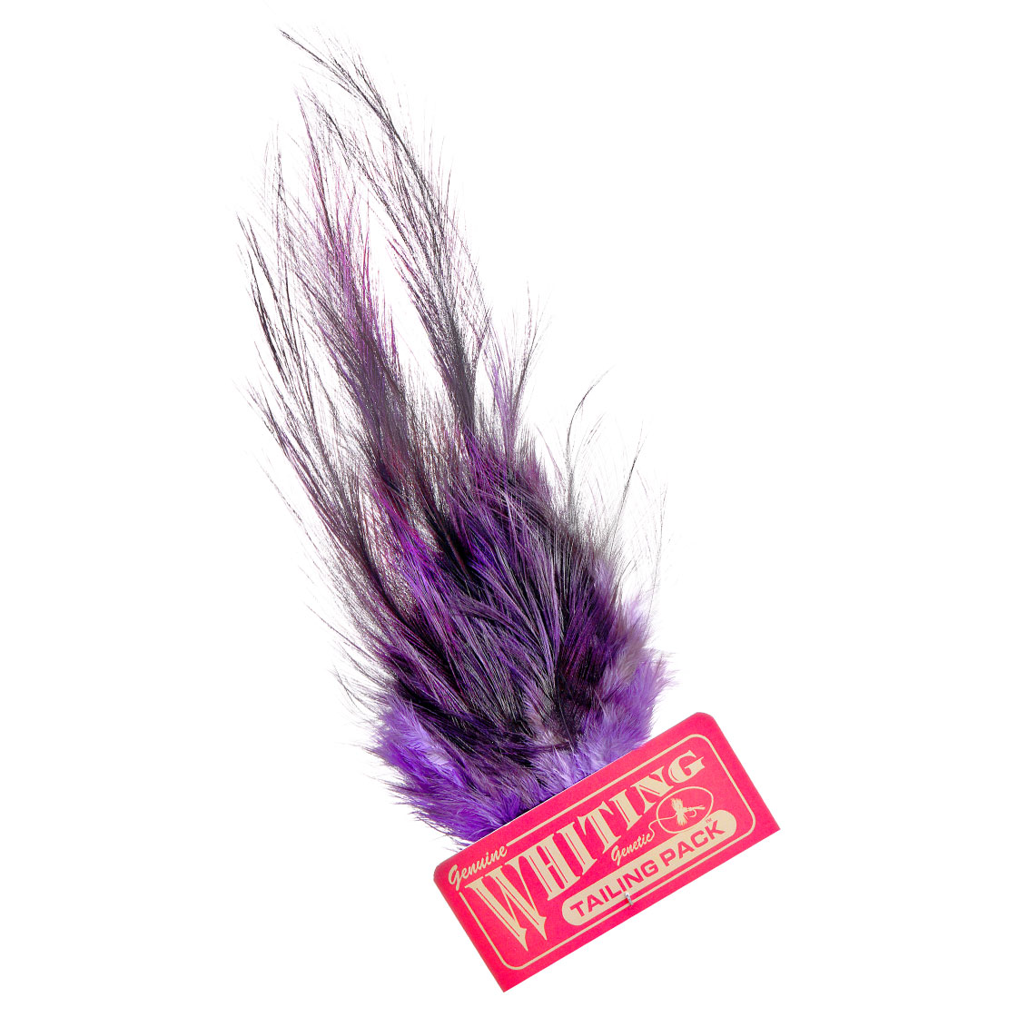 pardo dyed purple