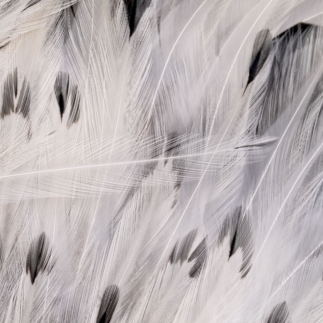 P-25376_Whiting-4-B-s-Rooster-Saddle_detail_3
