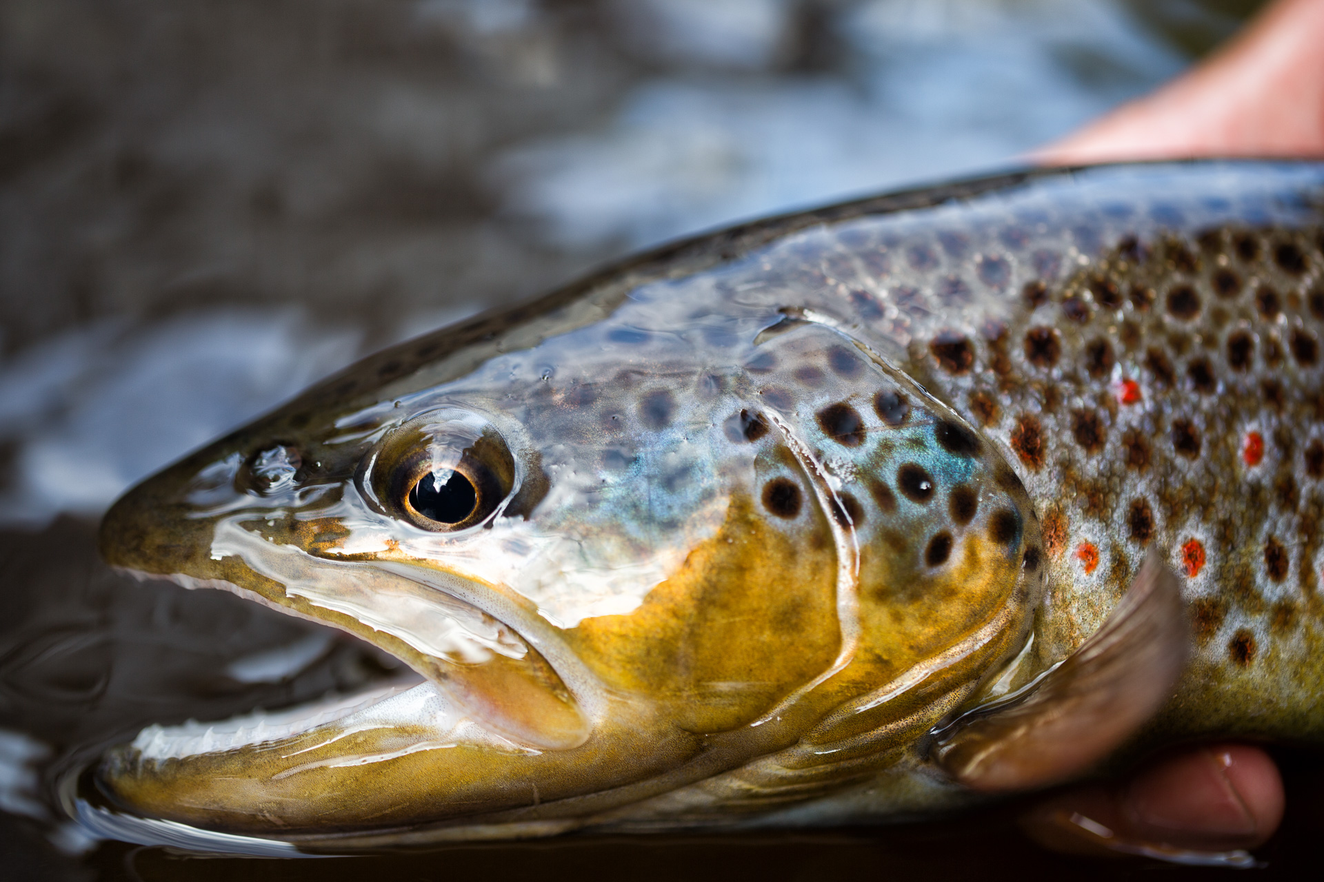 Blog_Trout_Seasonstart-4