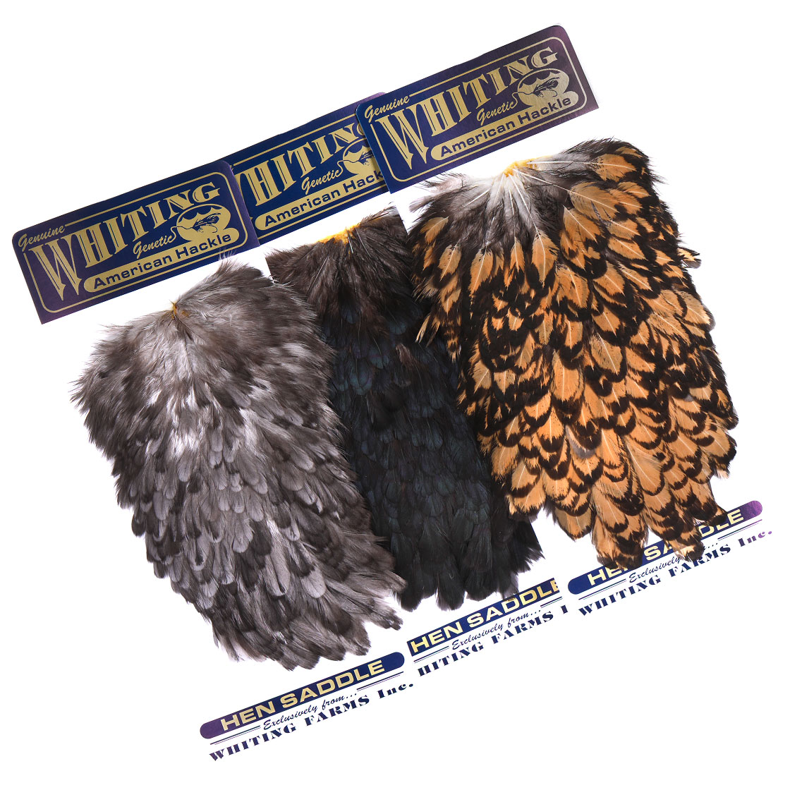 Whiting Selle de poule américaine