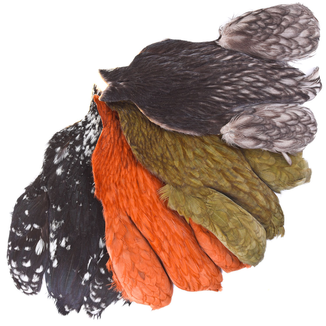 Whiting 4 B's Hen Cape