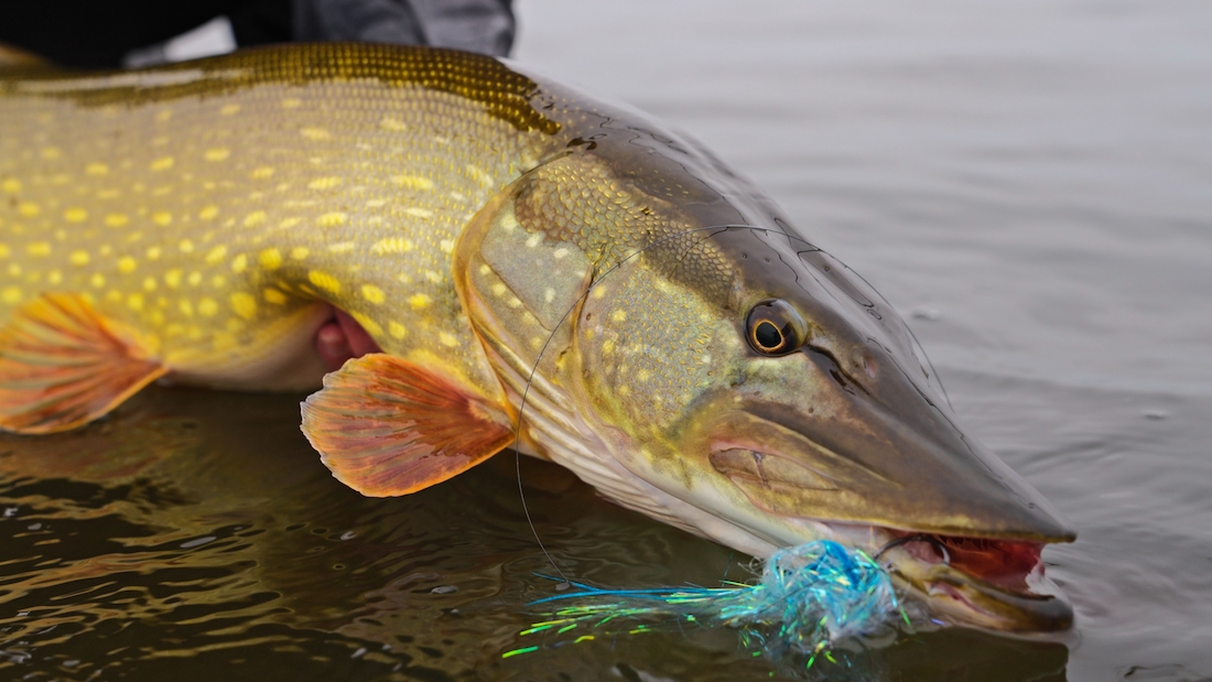 Blog_Guideline_Embrace_Pike_Kit_3 - Wir testen: Guideline Embrace Pike Kit - Ready To Fish!