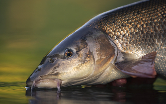 Pêche estivale au barbeau - Pêche à la mouche au barbeau