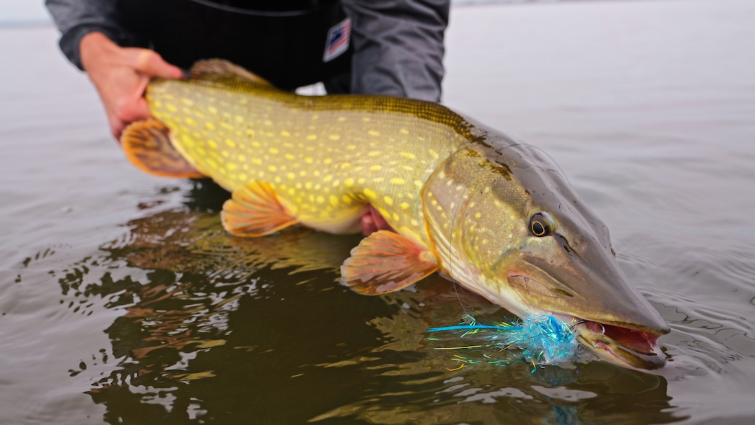 Blog_Guideline_Embrace_Pike_Kit_4 - Wir testen: Guideline Embrace Pike Kit - Ready To Fish!