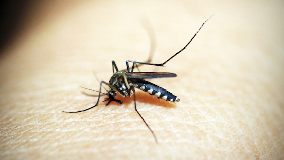 Insect Shield : protection contre les moustiques et les tiques avec Bugstopper de Simms