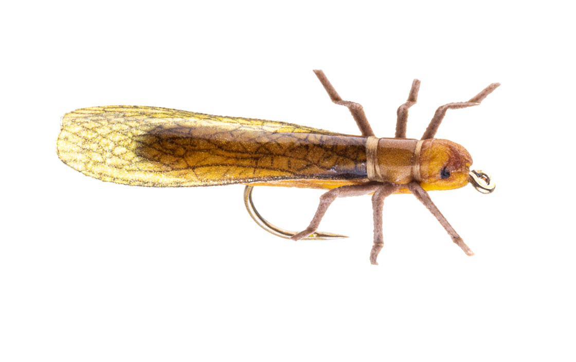 Vania Realistic Golden Stonefly mouche sèche