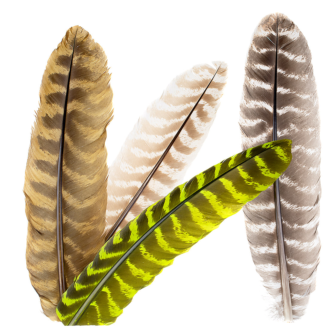 Wapsi Ozark Turkey Quill Plumes de dinde TQQ