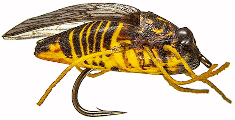 MFC True Cicada #08