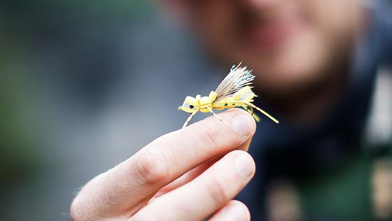 Chronique de Bernd : Bourdons, coléoptères et autres insectes terrestres