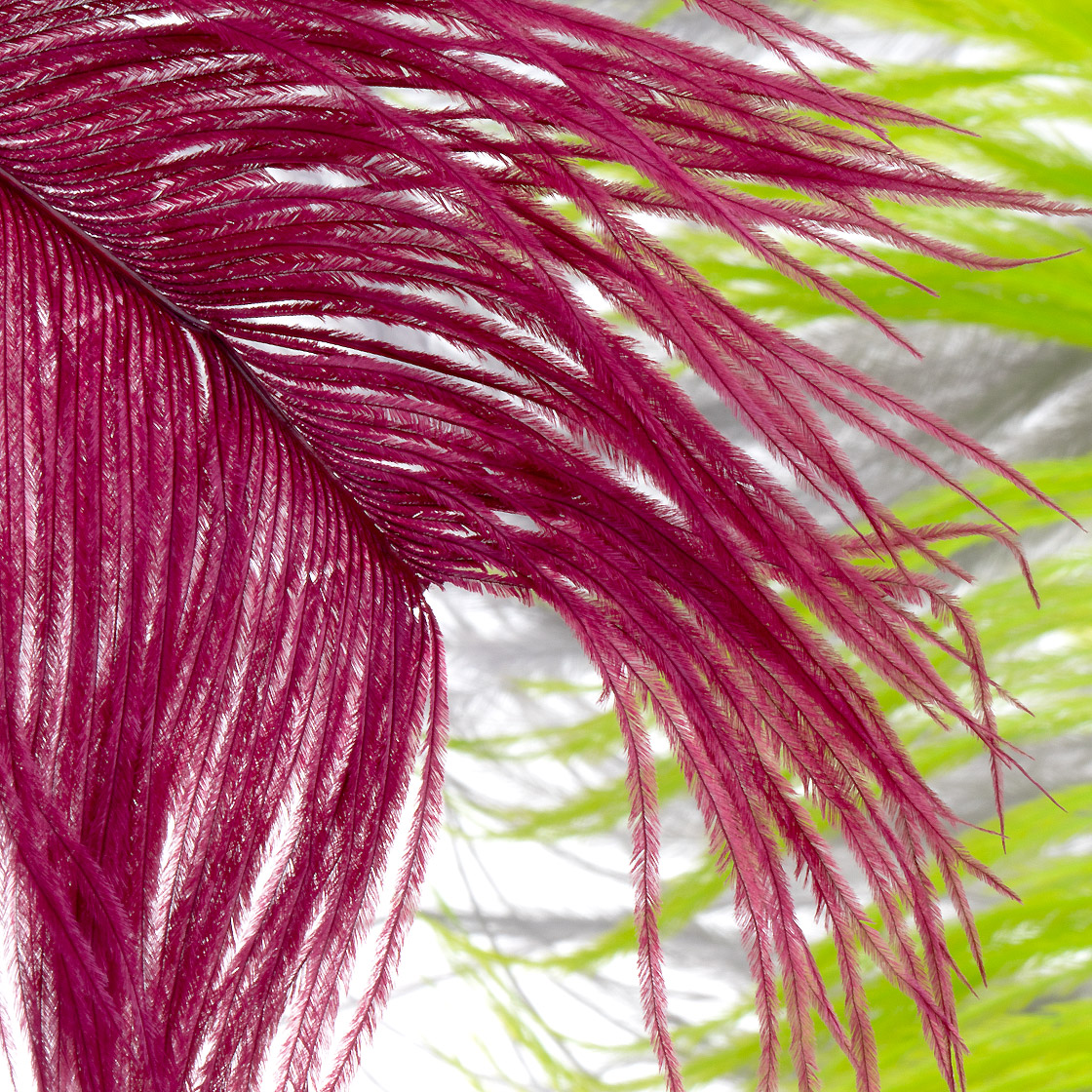 Wapsi Ostrich Herl Plume d'autruche