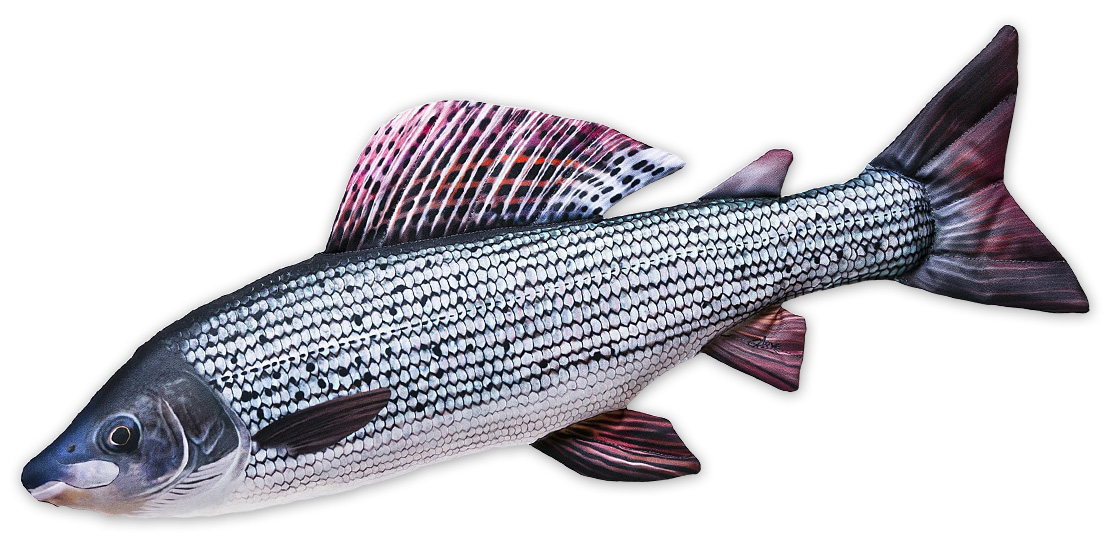 Coussin poisson doudou ombre commune 65cm