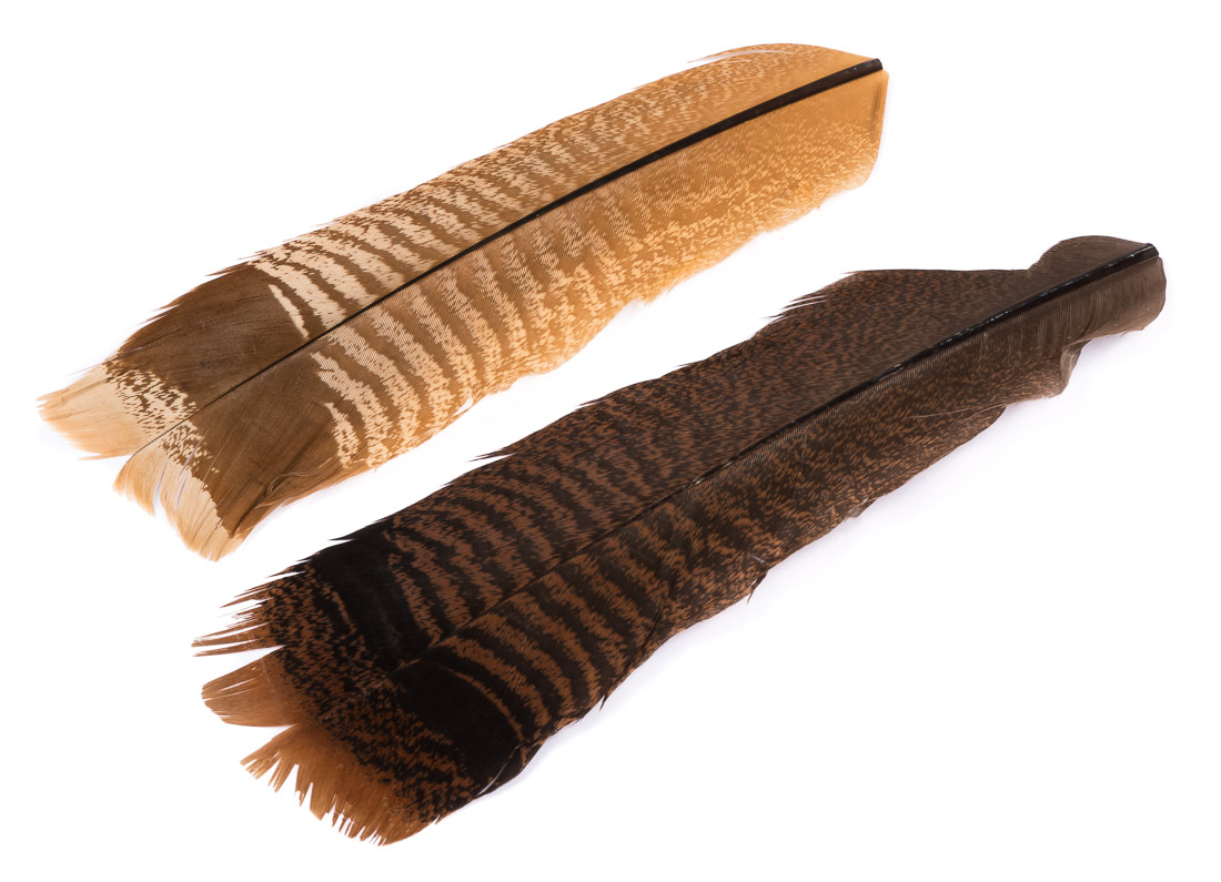 Wapsi Ozark Turkey Tail Cinnamon Tip Plume d'aile de dinde TQT