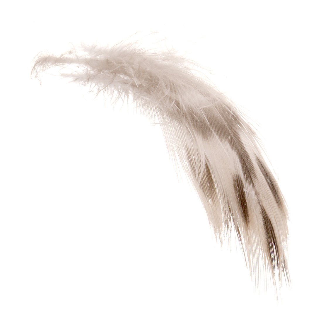 Soldarini Mallard Hen Brest plumes