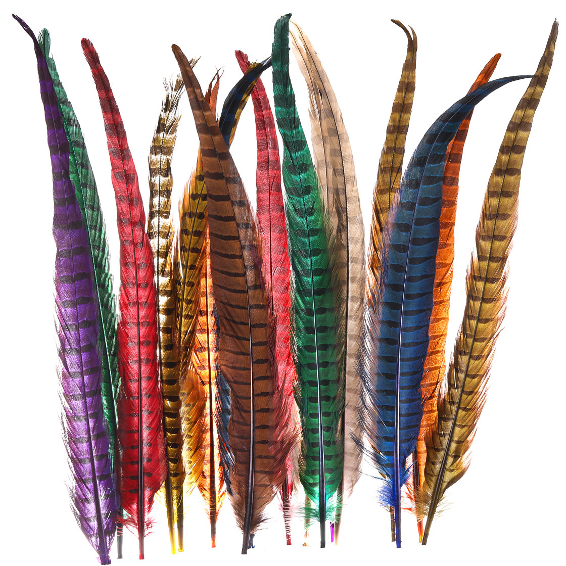 Wapsi Premium Faisan de chasse Ringneck Pheasant Tail Plumes de la queue