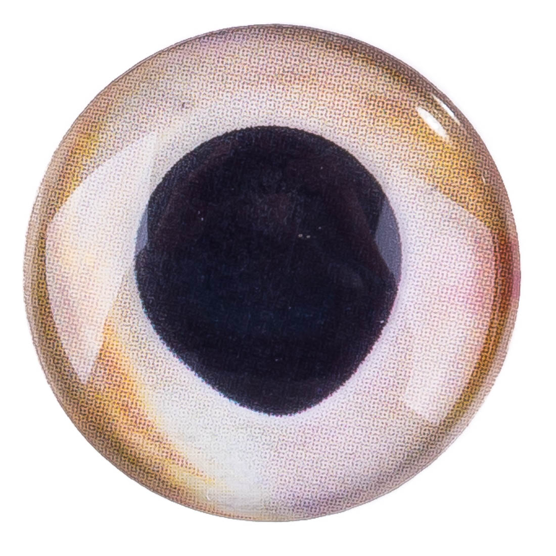 10756_fish_scull_living_eyes_ice-4 ice