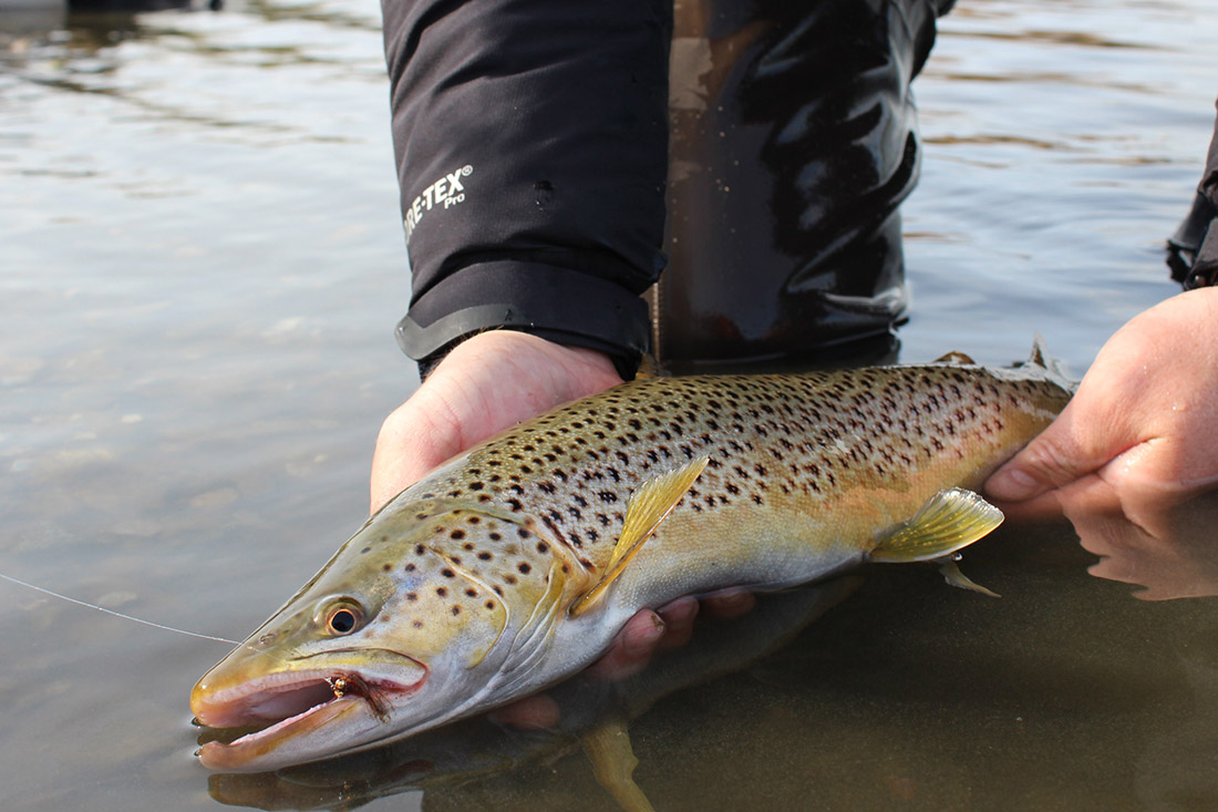 Fliegenfischen-auf-Meerforelle-18 - Fliegenfischen auf Meerforelle – eine kompakte Starthilfe
