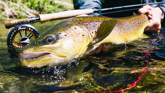 Euro Nymphing - Pêche à vue avec la nymphe