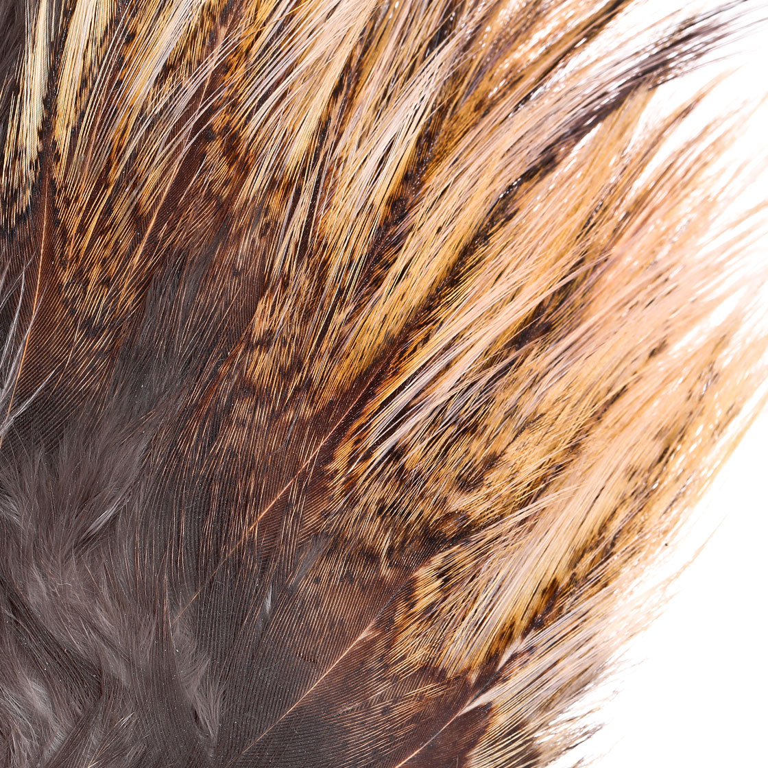 P-25396_Whiting-Coq-de-Leon-Tailing-Pack_detail-3