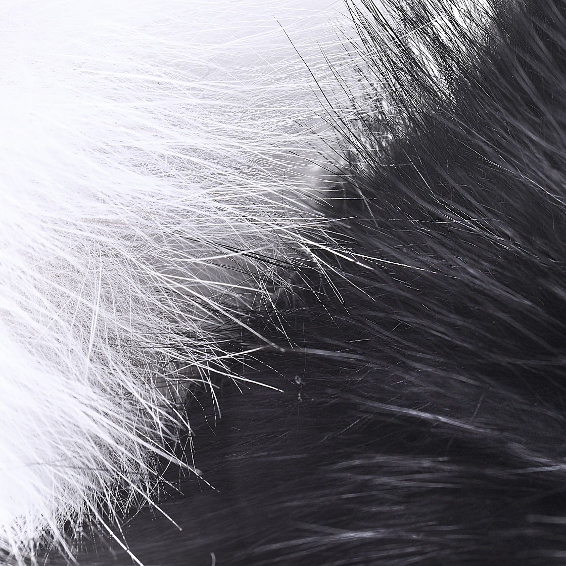 Future Fly Shadow Fox Renard