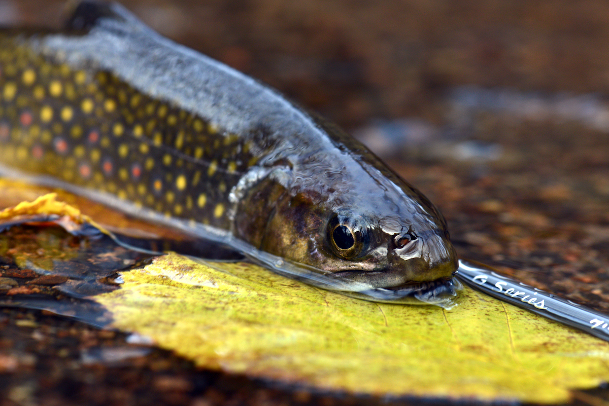Scott_Blog_50Jahre_3 - Scott Fly Rod Company - 50 Jahre Handwerkskunst