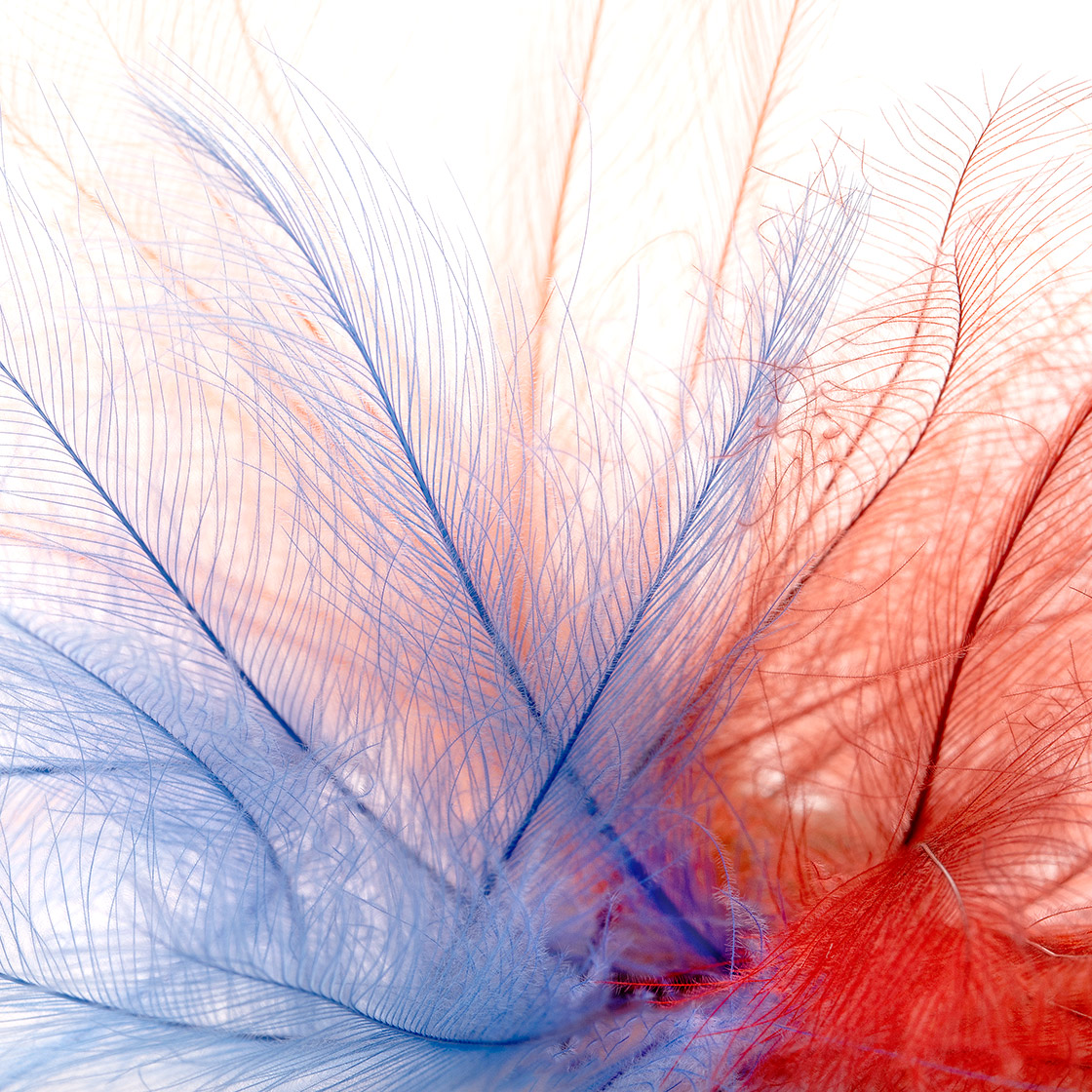 Marc Petitjean CDC plumes