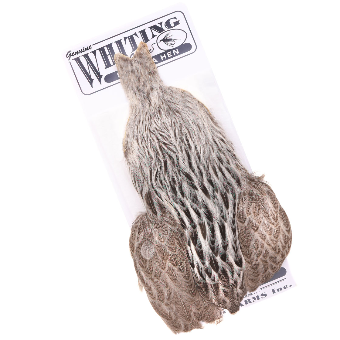 Whiting Brahma Hen Cape Badger