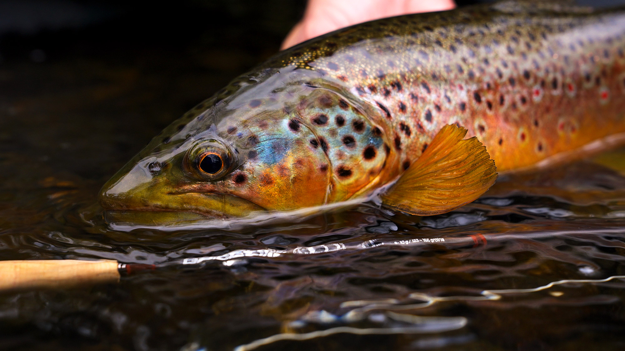 Guideline_NT11_Trout_Blog_07