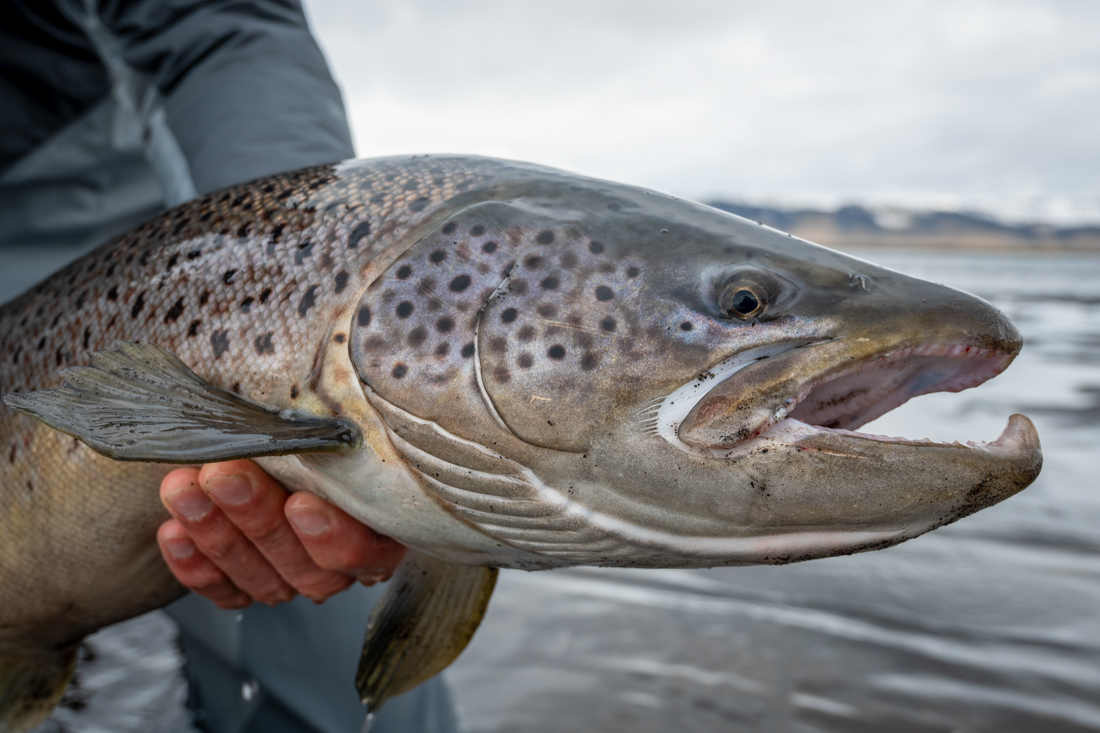 Island_Battle_Hill_Lodge_Alex_Siems_Blog-40 - Reisebericht Island - Fliegenfischen auf große Meerforelle im Fluss