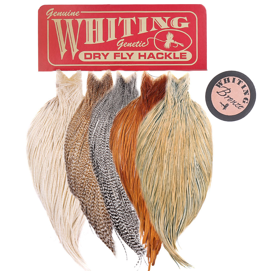Cape de bronze Whiting